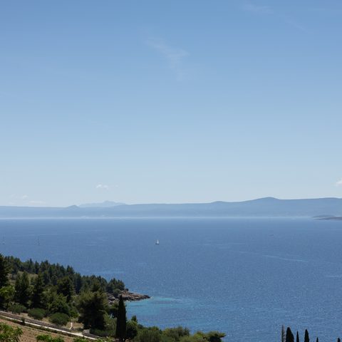Vineyards and pine trees rolling down to the sea